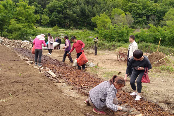 032019年5月20日拍摄，西北局捐资的任家院村万窝天麻种植项目，贫困群众正在栽种天麻。